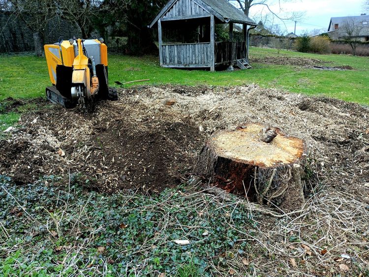 Nettoyage et valorisation du terrain après dessouchage